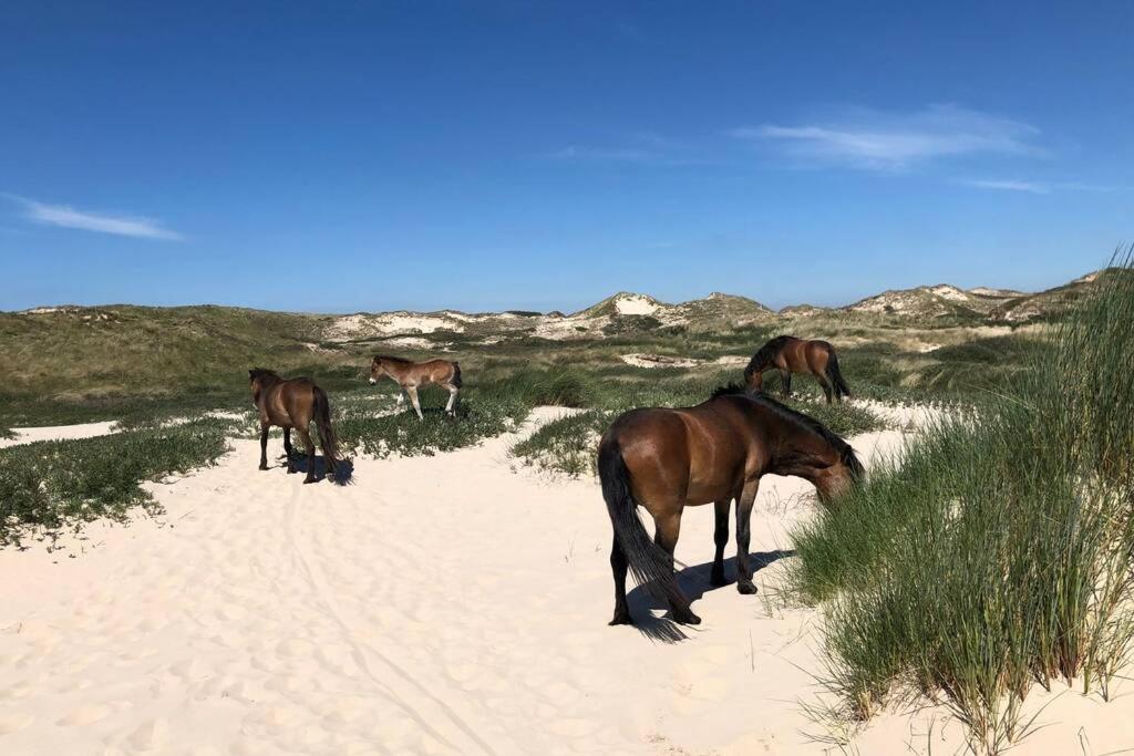 Villa Klein Geluk Egmond aan Zee Exteriör bild