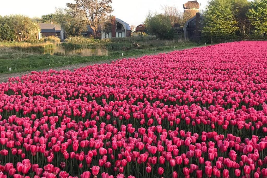 Villa Klein Geluk Egmond aan Zee Exteriör bild